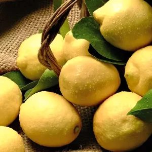 Limoni Primofiore Bio